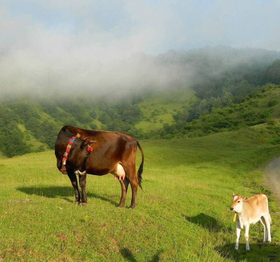 Canik Kaşyayla Köyü Resimleri 5