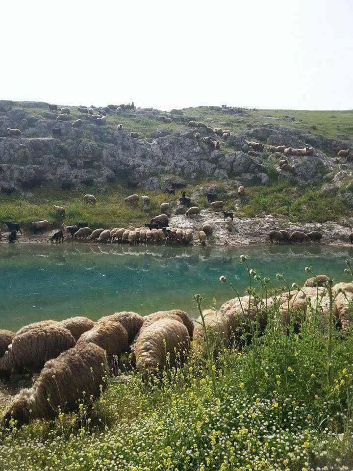 Canik Kaşyayla Köyü Resimleri 6