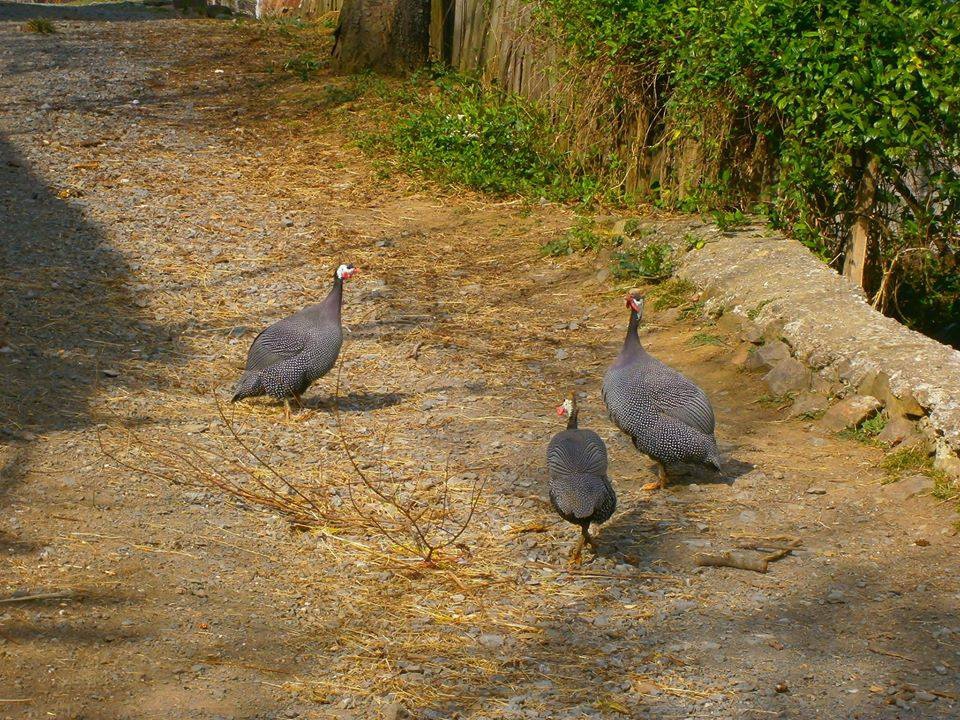 Canik Toygar Köyü Resimleri 5