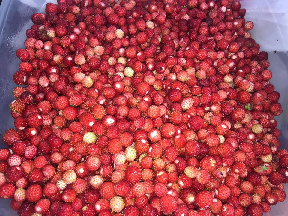 Vakfıkebir Çamlık Köyü Resimleri 15