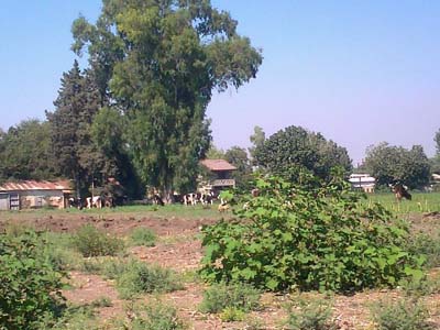 Adana Ceyhan Yeniköynazımbey Köyü Resimleri 16