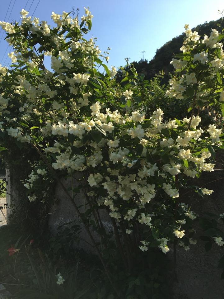 Canik Yeniköy Köyü Resimleri 2