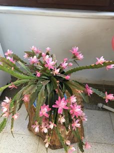 Canik Yeniköy Köyü Resimleri 6