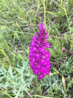 Canik Yeniköy Köyü Resimleri 7