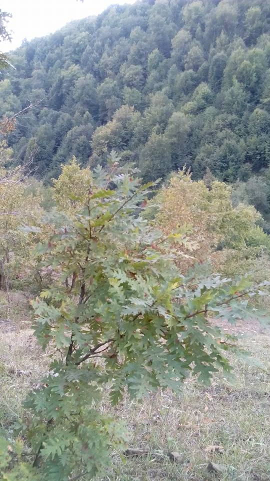 Canik Yeşilpınar Köyü Resimleri 12