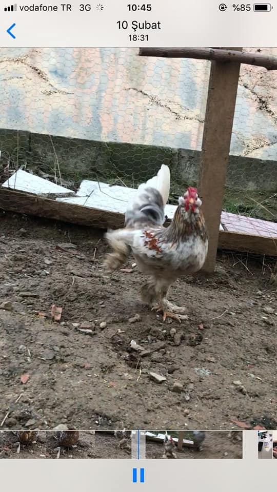 Canik Yeşilpınar Köyü Resimleri 7