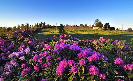 Vakfıkebir Düzlük Köyü Resimleri 15