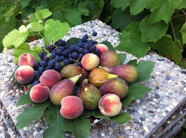 Vakfıkebir Düzlük Köyü Resimleri 16