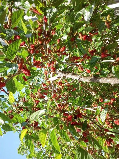 Vakfıkebir Düzlük Köyü Resimleri 19