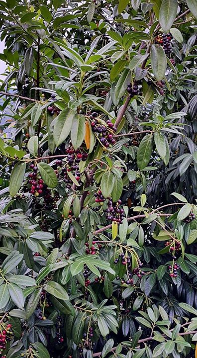 Vakfıkebir Düzlük Köyü Resimleri 23