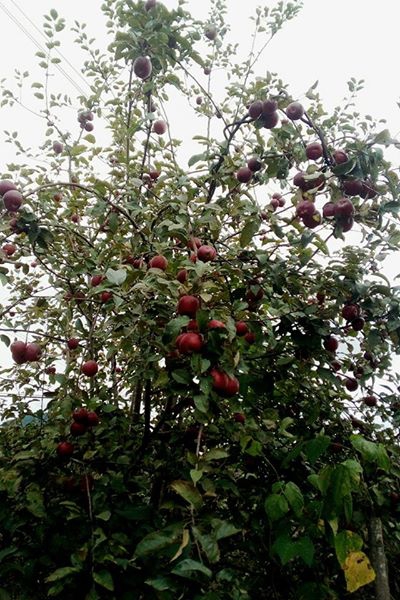 Vakfıkebir Düzlük Köyü Resimleri 24
