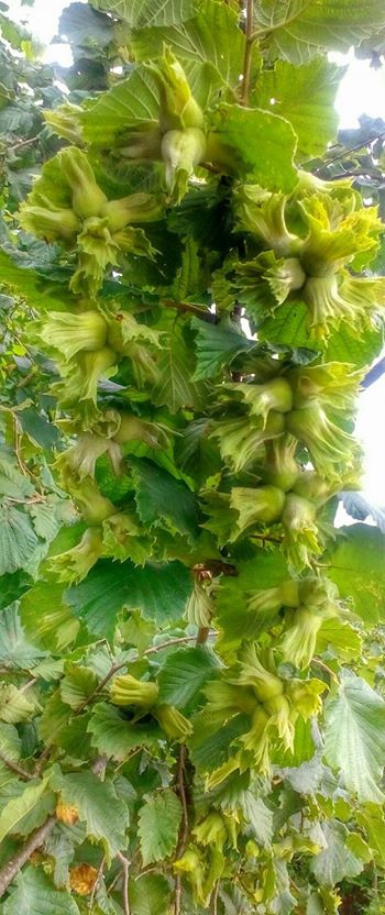 Vakfıkebir Düzlük Köyü Resimleri 27