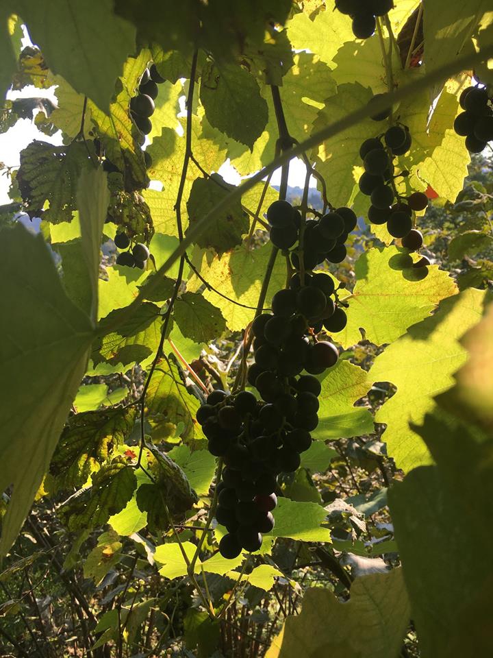 Vakfıkebir Düzlük Köyü Resimleri 28