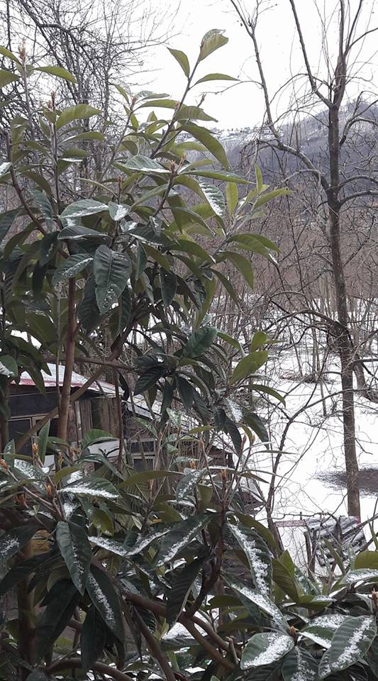 Vakfıkebir Düzlük Köyü Resimleri 31