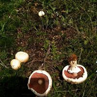 Bayburt Yaylapınar Köyü Resimleri 19