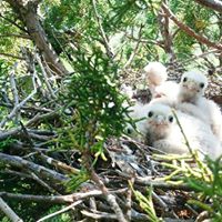 Bayburt Yaylapınar Köyü Resimleri 33