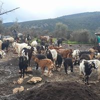 Bismil Ahmetli Köyü Resimleri 10