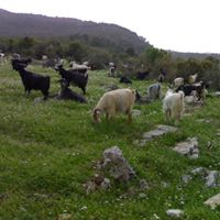 Bismil Ahmetli Köyü Resimleri 6