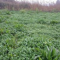 Bismil Ahmetli Köyü Resimleri 9