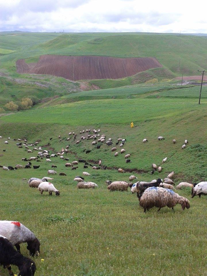 Bismil Akbaş Köyü Resimleri 2