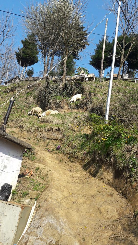 Vakfıkebir Hamzalı Köyü Resimleri 15