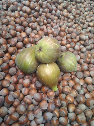 Vakfıkebir Hamzalı Köyü Resimleri 3