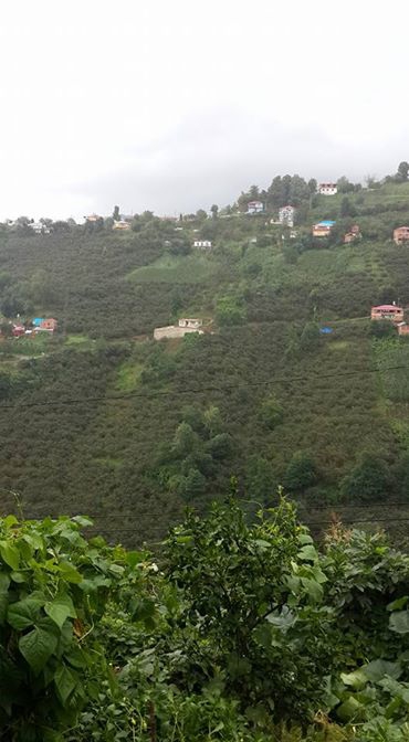 Vakfıkebir Hamzalı Köyü Resimleri 6