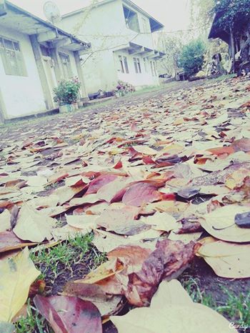 Vakfıkebir Hamzalı Köyü Resimleri 7