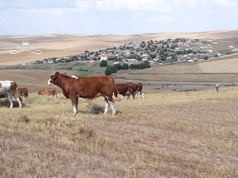 Bismil Alibey Köyü Resimleri 9