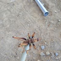 Bismil Ambar Köyü Resimleri 12