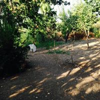 Bismil Ambar Köyü Resimleri 2