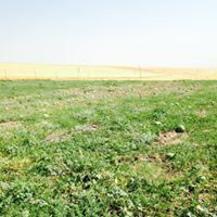 Bismil Ambar Köyü Resimleri 3