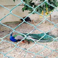 Bismil Ambar Köyü Resimleri 4