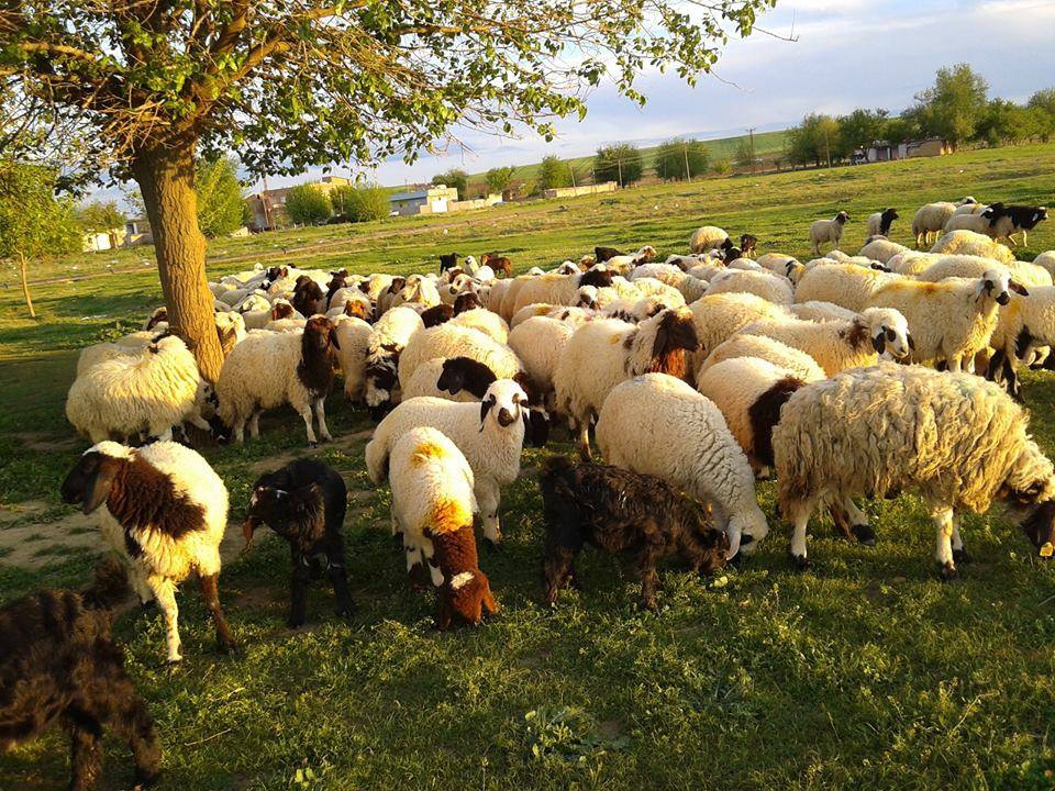 Bismil Aralık Köyü Resimleri 1