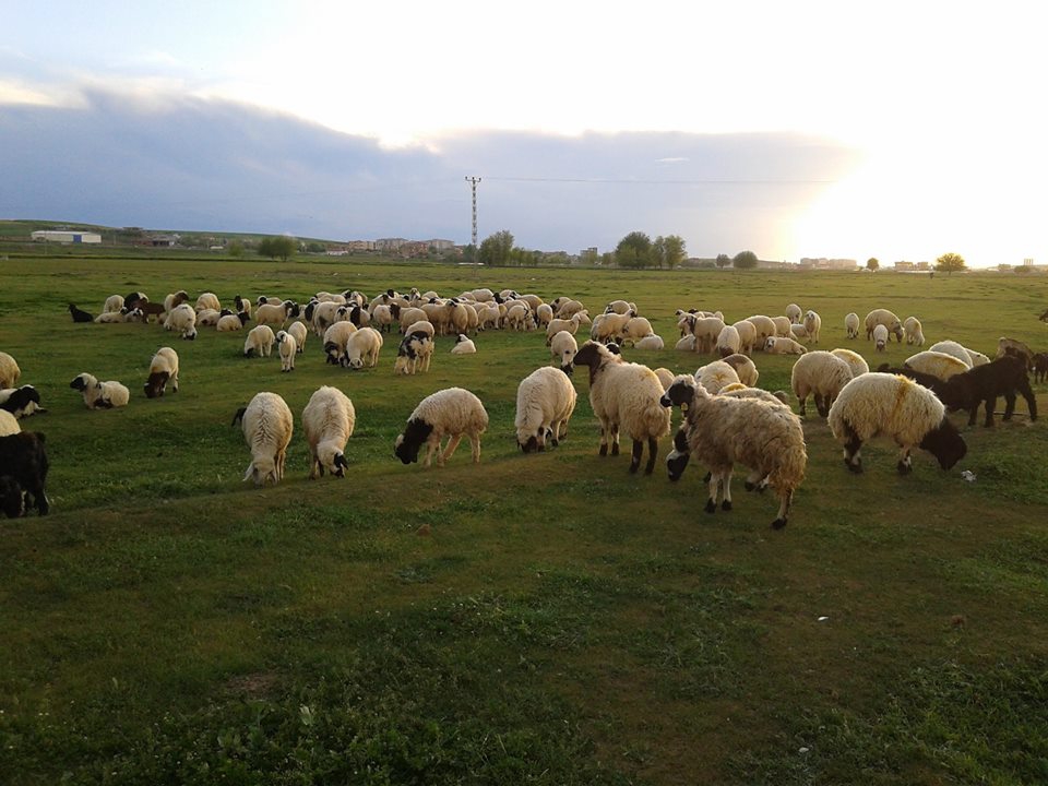 Bismil Aralık Köyü Resimleri 3