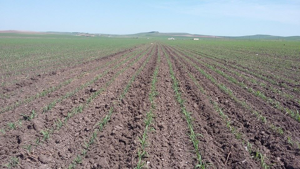 Bismil Babahaki Köyü Resimleri 1