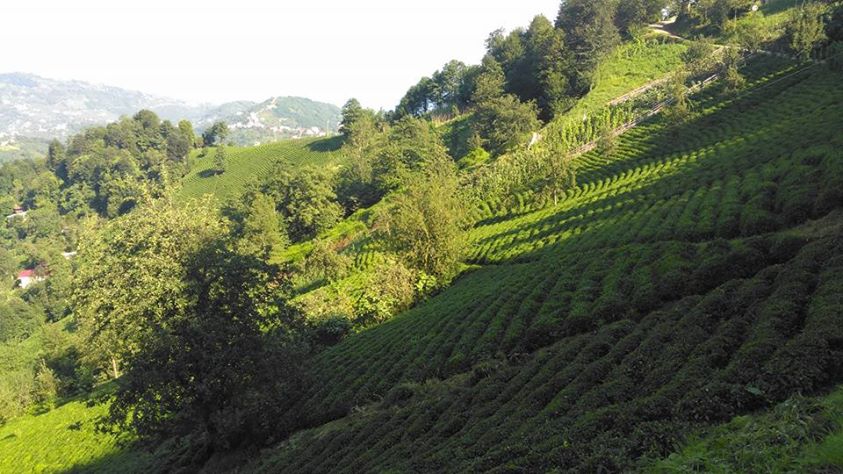 Vakfıkebir Kıranköy Resimleri 15