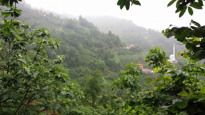 Vakfıkebir Kıranköy Resimleri 22