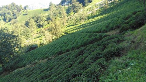 Vakfıkebir Kıranköy Resimleri 3