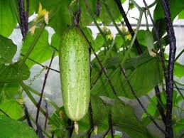 Vakfıkebir Kıranköy Resimleri 6