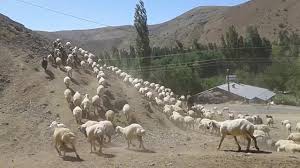 Kastamonu Sarıca Köyü Resimleri 3