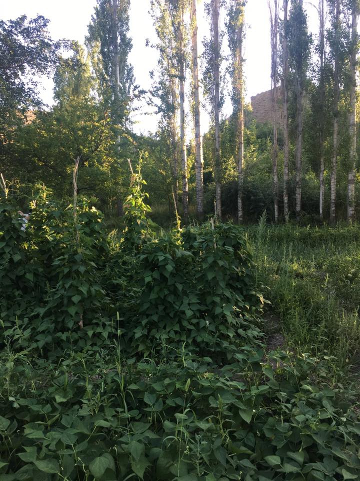 Kastamonu Sarıca Köyü Resimleri 5