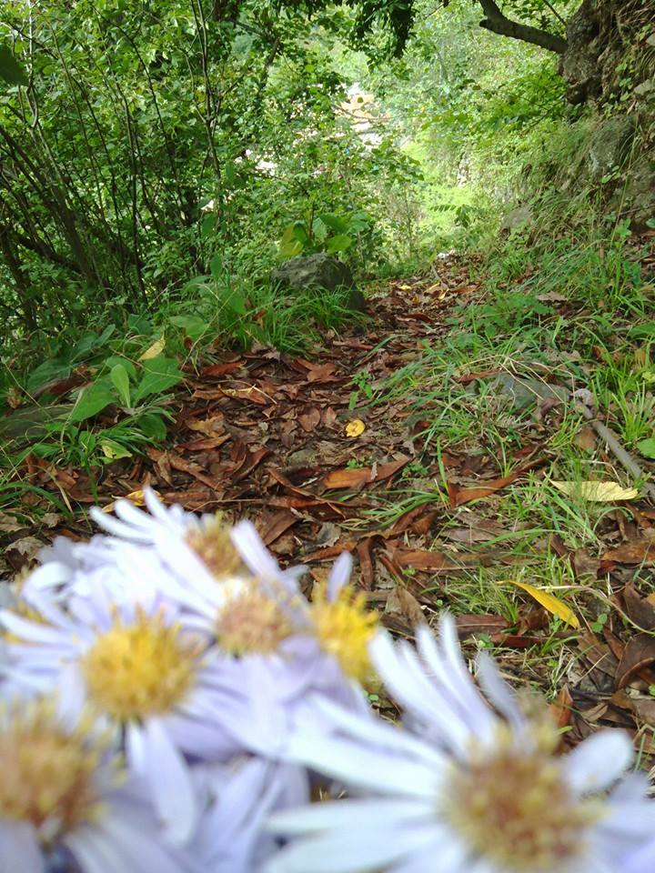 Vakfıkebir Köprücek Köyü Resimleri 15