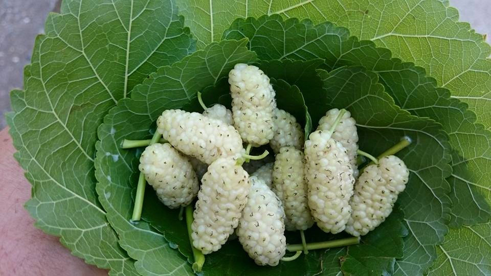 Çarşamba Acıklı Köyü Resimleri 5