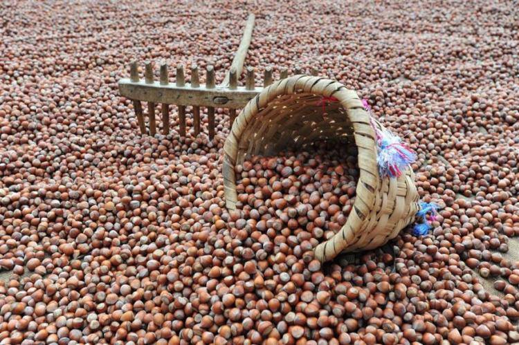 Çarşamba Acıklı Köyü Resimleri 6