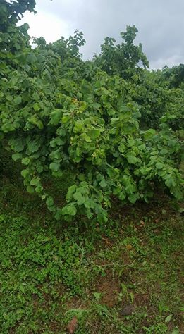 Çarşamba Ağcagüney Köyü Resimleri 12