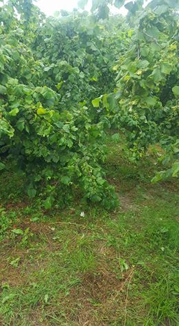 Çarşamba Ağcagüney Köyü Resimleri 2