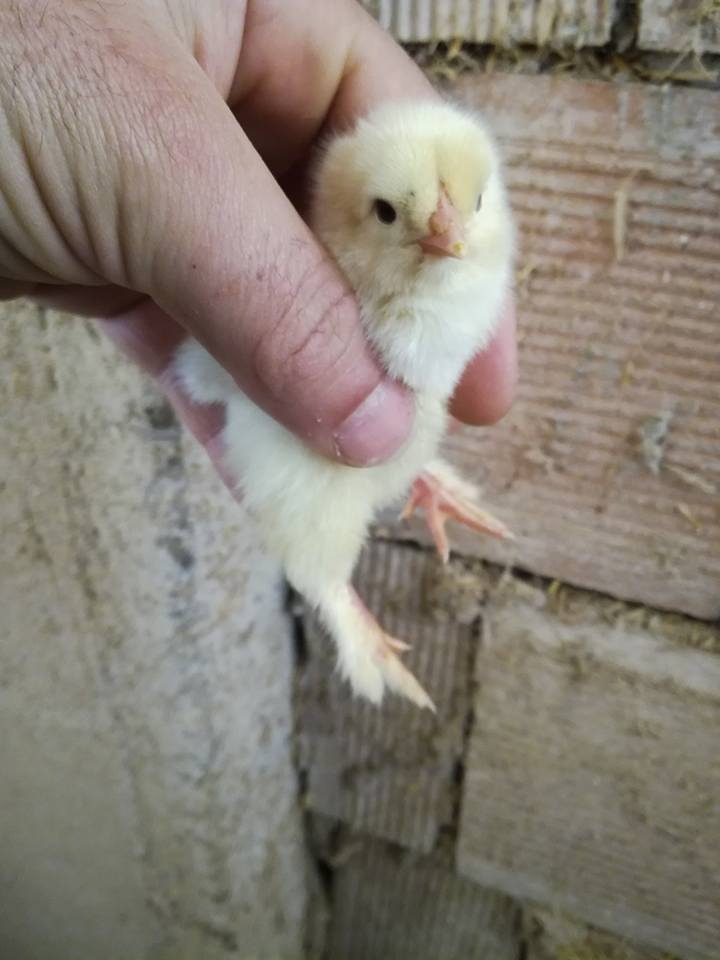 Çarşamba Ağcagüney Köyü Resimleri 8