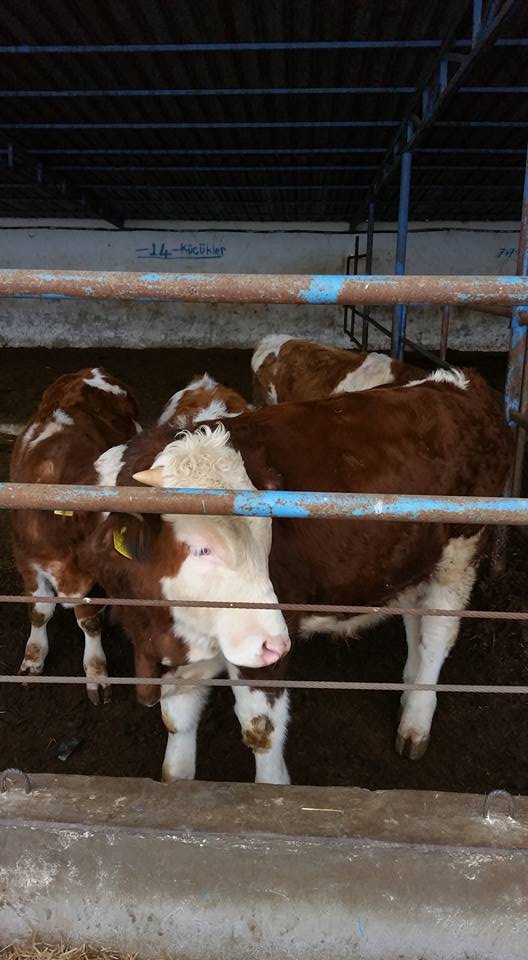Çarşamba Ahubaba Köyü Resimleri 10
