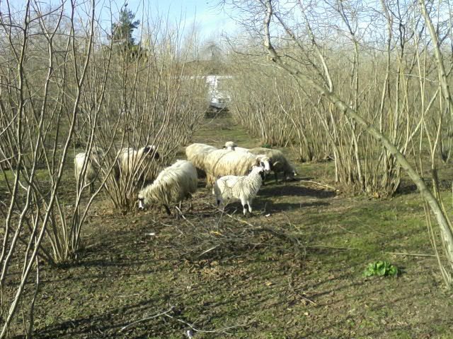 Çarşamba Ahubaba Köyü Resimleri 11